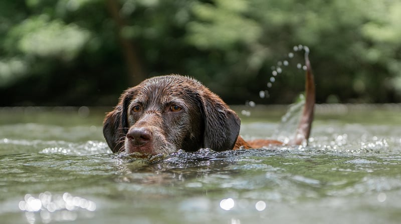 Pet-Friendly Greens