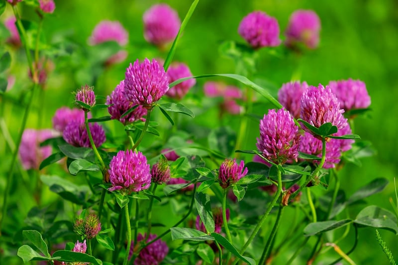 Wildflowers