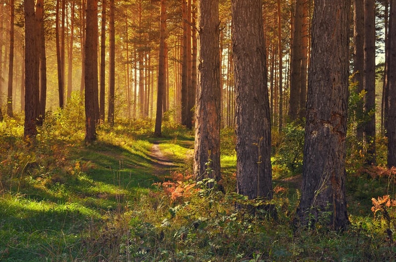 Nature Pathway