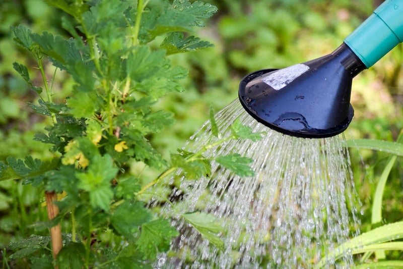 Watering Can with Plants